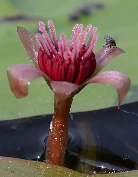 Closer-view-of-flower-of-Watershield