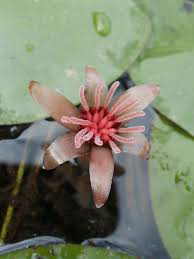 Flower-of-Watershield