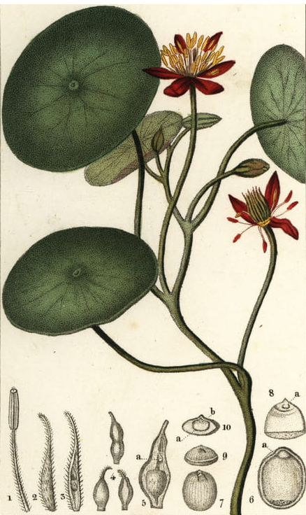 Plant-Illustration-of-Watershield