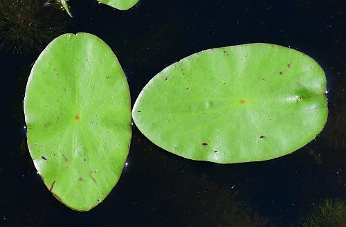 Upper-Surface-of-leaves-of-Watershield