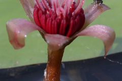 Closer-view-of-flower-of-Watershield
