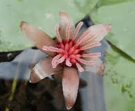 Flower-of-Watershield