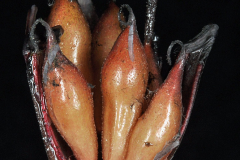 Fruits-of-Watershield