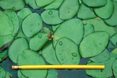 Leaves-of-Watershield