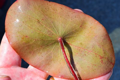 Lower-surface-of-leaf-of-Watershield
