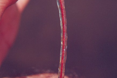 Petiole-of-Watershield