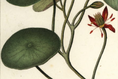 Plant-Illustration-of-Watershield