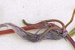 Roots-of-Watershield
