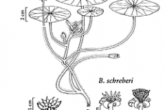 Sketch-of-Watershield