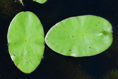 Upper-Surface-of-leaves-of-Watershield