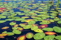 Watershield-growing-wild
