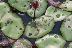 Watershield-plant