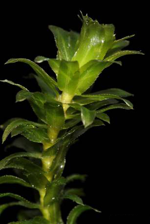 Closer-view-of-stem-and-leaves-of-Waterthyme