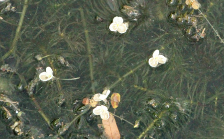 Flowers-of-Waterthyme