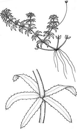 Sketch-of-Waterthyme