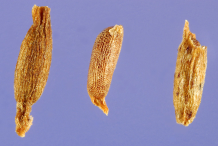 Fruits-of-Waterthyme