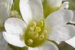Closer-view-of-flower-of-Waterthyme