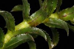 Closer-view-of-leaves-of-Waterthyme