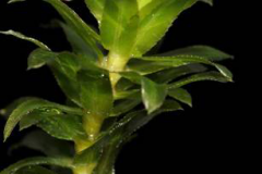 Closer-view-of-stem-and-leaves-of-Waterthyme
