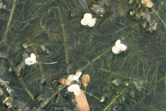 Flowers-of-Waterthyme
