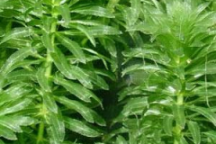 Leaves-of-Waterthyme