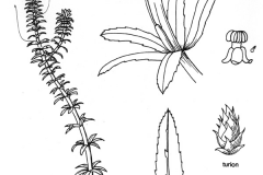 Plant-Illustration-of-Waterthyme