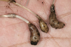 Root-bulbs-of-Waterthyme