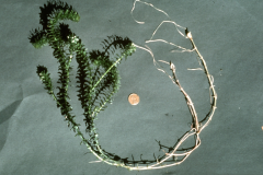 Roots-of-Waterthyme