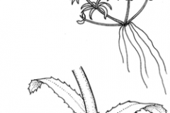 Sketch-of-Waterthyme