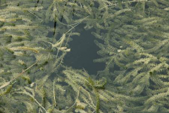 Waterthyme-plant-growing-underwater