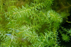 Waterthyme-plant