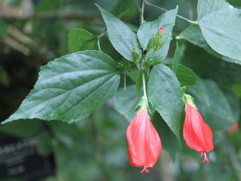 Leaves-of-Wax-Mallow
