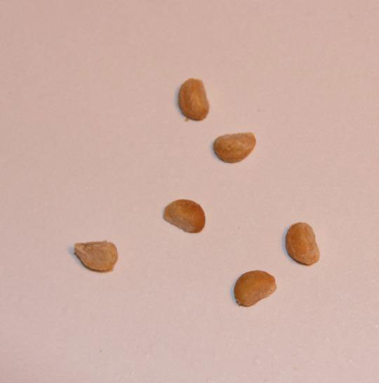 Seeds-of-Wax-Mallow