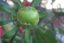 Immature-fruits-of-Wax-Mallow