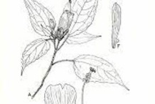 Sketch-of-Wax-mallow