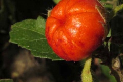 Closer-view-of-fruit-of-Wax-Mallow