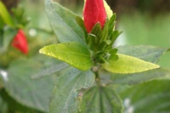 Flowering-bud-of-Wax-Mallow