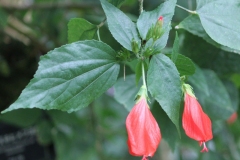 Leaves-of-Wax-Mallow