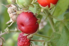 Mature-fruits-of-Wax-Mallow