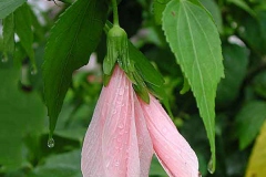 Other-Variety-of-Wax-mallow