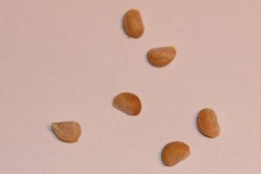 Seeds-of-Wax-Mallow