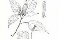 Sketch-of-Wax-mallow
