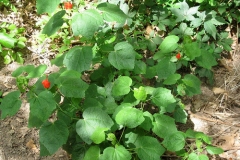 Small-Wax-Mallow-Plant