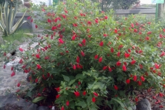 Wax-Mallow-Plant
