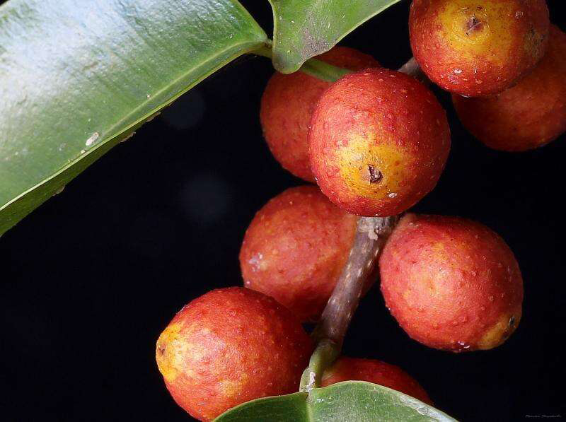 Closer-view-of-mature-fruits-of-Weeping-fig