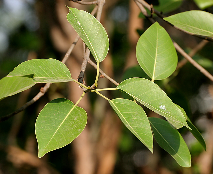 Leaves-of-the-Weeping-fig