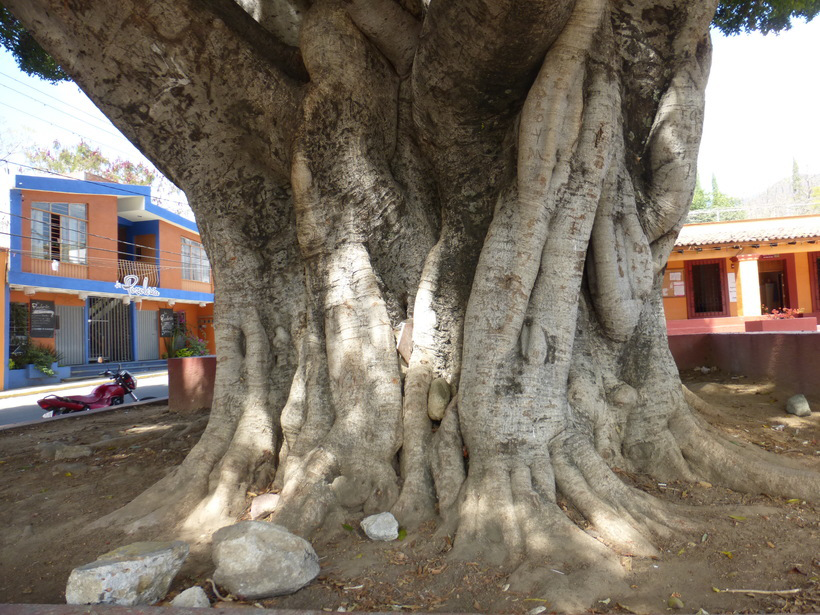 Trunk-of-Weeping-fig