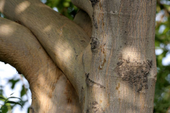 Bark-of-Weeping-fig