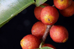 Closer-view-of-mature-fruits-of-Weeping-fig