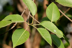 Leaves-of-the-Weeping-fig
